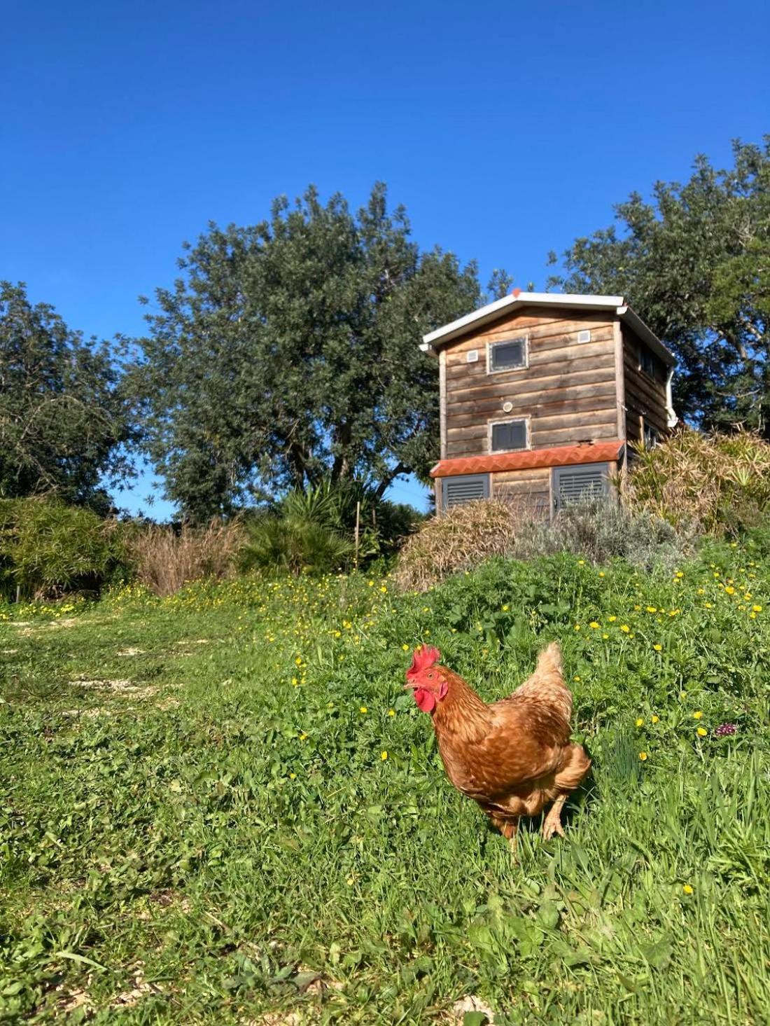 Tiny House Eco Resort Estevais Dış mekan fotoğraf